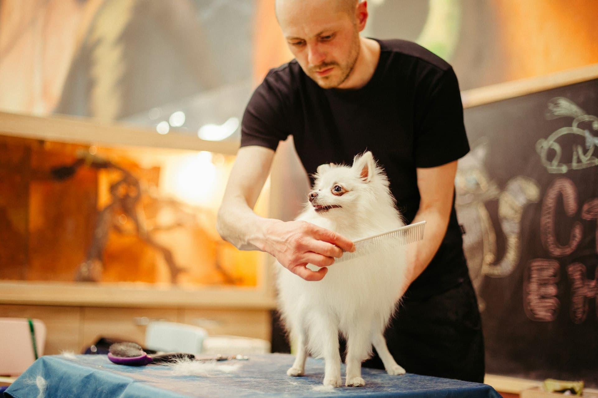 A groomer carefully combing a small white dog on a grooming table